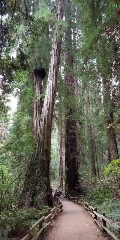 Person enjoying solitude in nature to clear the mind and find inspiration