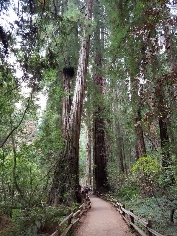 Person enjoying solitude in nature to clear the mind and find inspiration