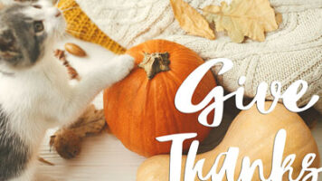Give Thanks: Embracing Gratitude and Celebrating Appreciation in Personal and Professional Life