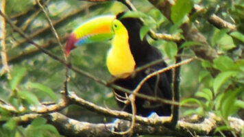 Explore Costa Rica's rich biodiversity and nearshoring opportunities. Discover birds, beaches, and biotech manufacturing allure