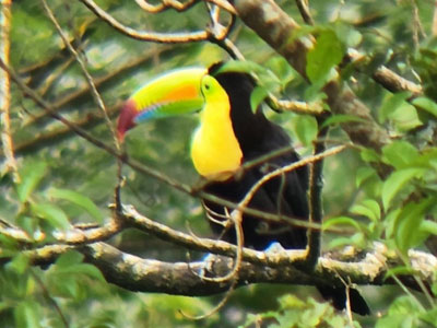 Costa Rica Toucan